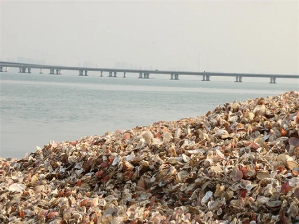 貝殼粉生產廠家一般都在哪？